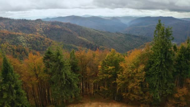 Outono dourado drone vista da paisagem florestal com árvores amarelas de cima — Vídeo de Stock