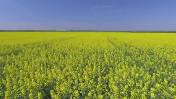 Canola rapeseed field Повітряний дрон.. — стокове відео