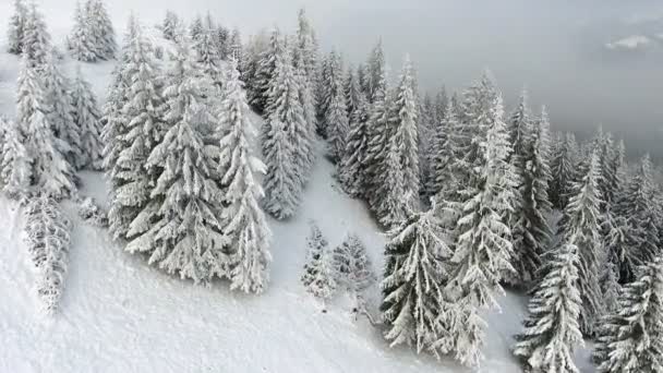 Aerial Top Down Flyover Shot of Winter Spruce and Pine Forest. Árboles cubiertos de nieve — Vídeos de Stock