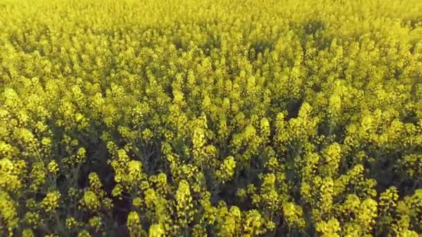 Pola rzepaku rzepakowego. Strzał z drona lotniczego. — Wideo stockowe