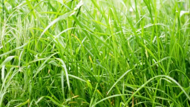 Tautropfen auf dem Gras, die in den Morgensonnenstrahlen leuchten. — Stockvideo