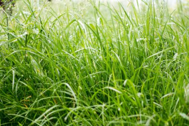 Çimlerin üzerine çiy damlaları düşer. Güneşin sabah ışınlarında parlar..