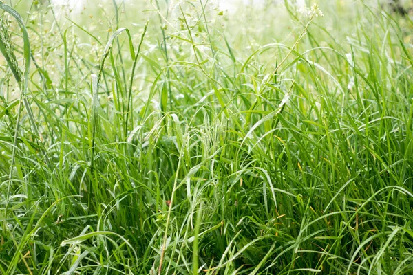 Капли гнили на траве, сияющей под утренним дождем солнца . — стоковое фото