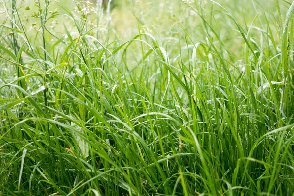 La rosée tombe sur l'herbe brillante dans les rayons matinaux du soleil . Photos De Stock Libres De Droits