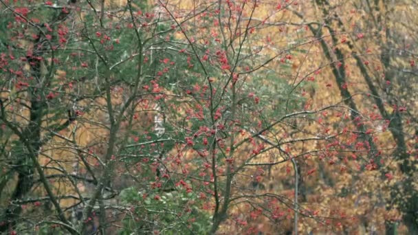 Först snö faller ner — Stockvideo