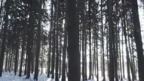 Zon daalt door de bomen — Stockvideo