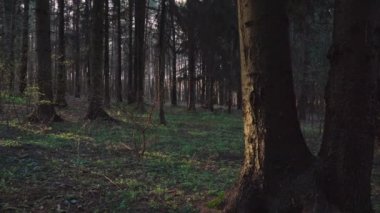 Güneş ışınlarının ormanda bahar