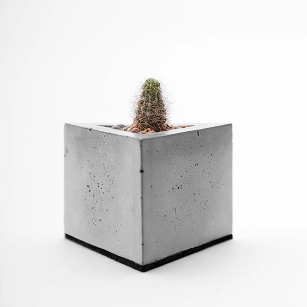 Кактус в бетонном сеялке — стоковое фото