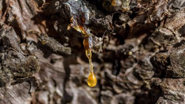 Tuz ışınlarında donmuş bir katran damlası bir çam ağacına asılı.