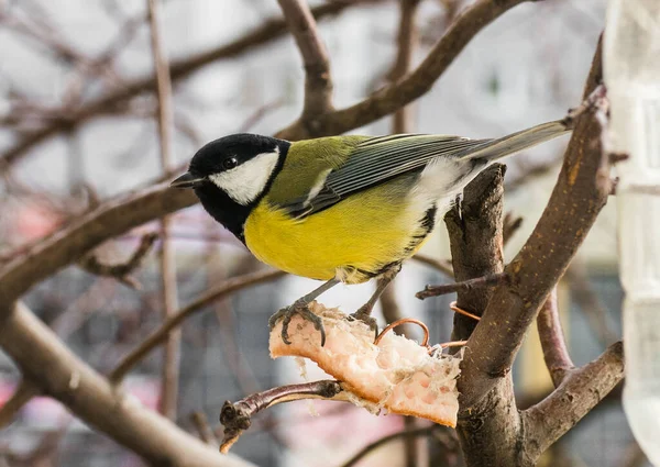 tit flew onto a piece of fat and watches a man