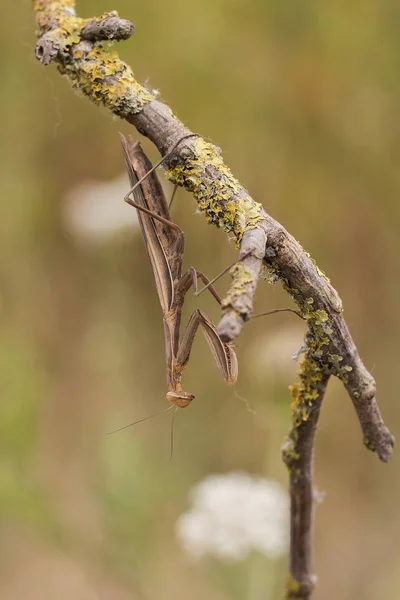 Braune Mantis auf Pflanze