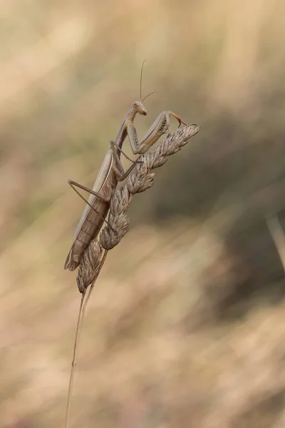 Braune Mantis auf Pflanze