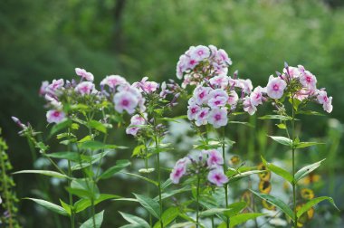 Phlox çiçek yakın çekim
