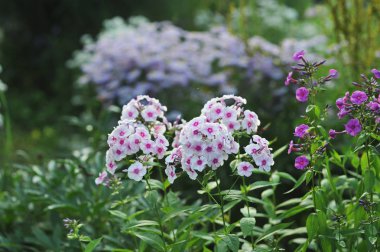 Phlox çiçek yakın çekim