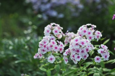 Phlox çiçek yakın çekim