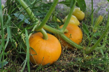 bahçede büyüyen kabaklar