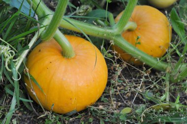 bahçede büyüyen kabaklar