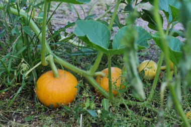 bahçede büyüyen kabaklar