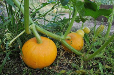 bahçede büyüyen kabaklar