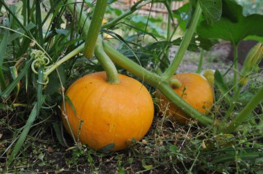bahçede büyüyen kabaklar