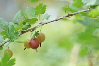 Olgun bektaşi yakın çekim