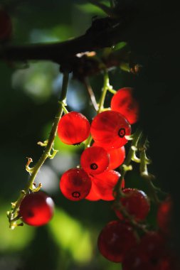Arka ışık içinde kırmızı kuş üzümü