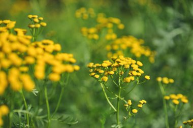 solucan otu yakın çekim
