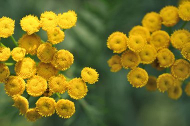 solucan otu yakın çekim