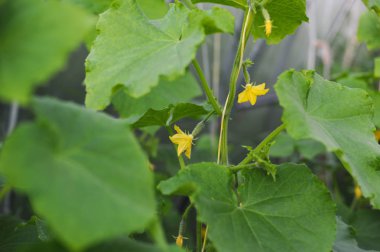 Salatalık yakın çekim