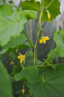 Salatalık yakın çekim