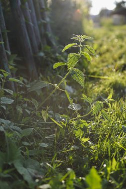 Isırgan yakın çekim