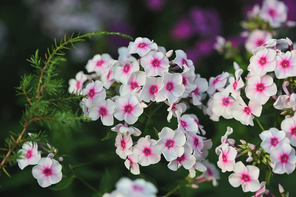 Phlox květiny zblízka — Stock fotografie