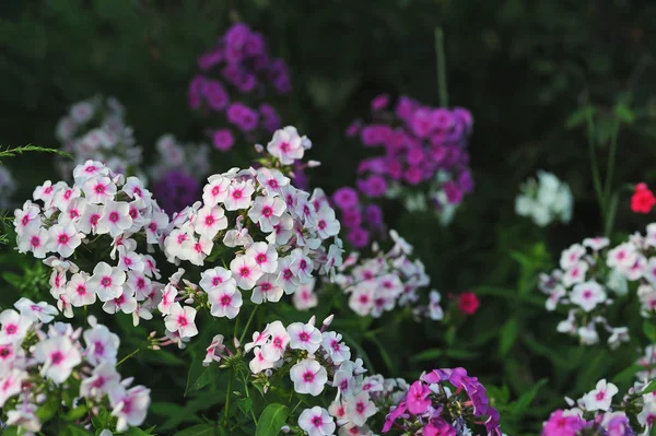 Phloxblüten aus nächster Nähe — Stockfoto