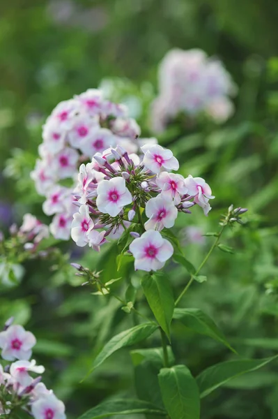플 록스 꽃 가까이 — 스톡 사진