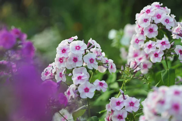 Phlox blommor närbild — Stockfoto