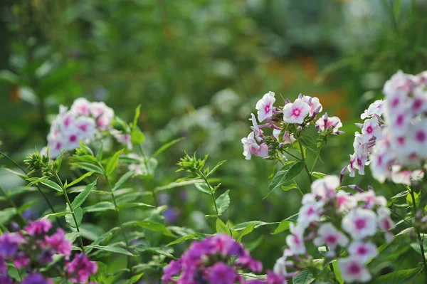 Phlox çiçek yakın çekim