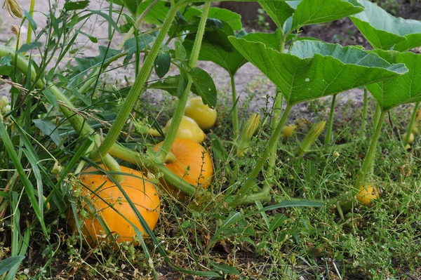 bahçede büyüyen kabaklar