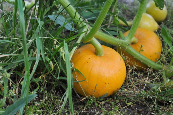 Groeiende pompoenen in de tuin — Stockfoto