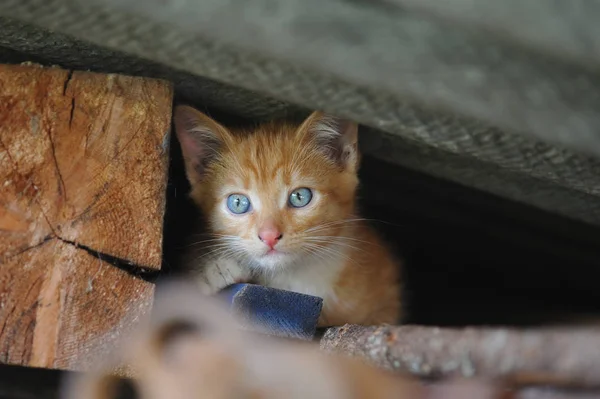 Porträt der rothaarigen streunenden Katze — Stockfoto