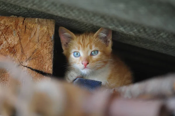 Portrait de chat errant aux cheveux roux — Photo