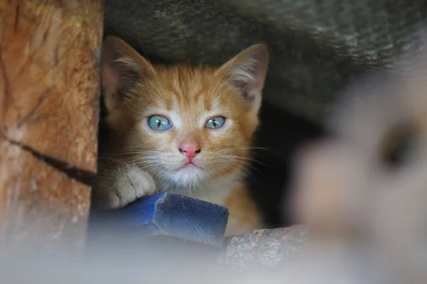 Porträt der rothaarigen streunenden Katze — Stockfoto