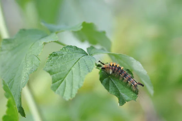 Caterpillar of orgyia antiqua — Stock Photo, Image