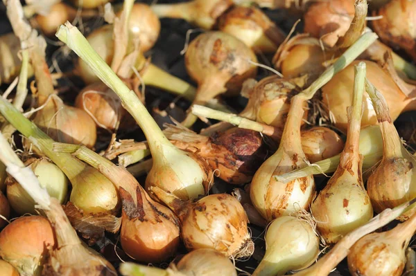 Onion drying. Background — kuvapankkivalokuva