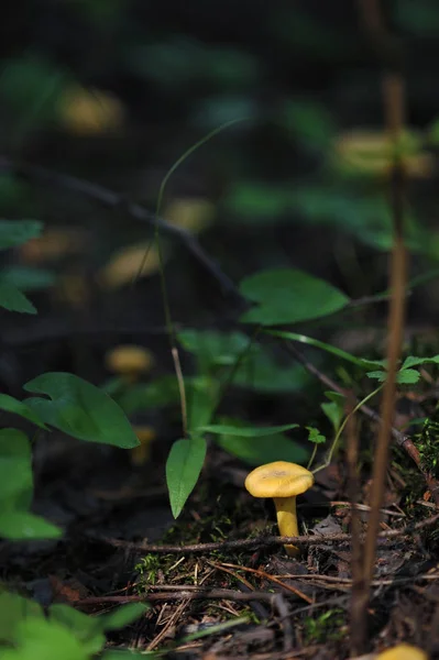 Chanterelles en forêt — Photo