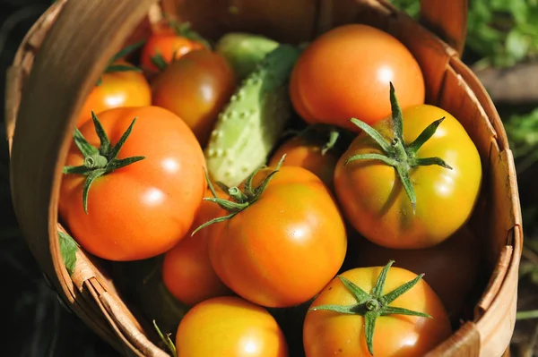 Свежие помидоры и огурцы — стоковое фото