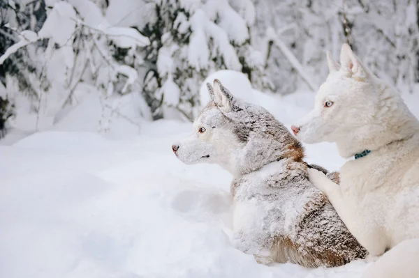 Husky psy w śniegu — Zdjęcie stockowe