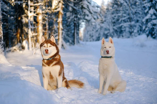 Husky psy w śniegu — Zdjęcie stockowe