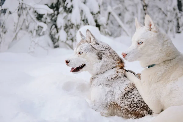 Psy Husky ve sněhu — Stock fotografie