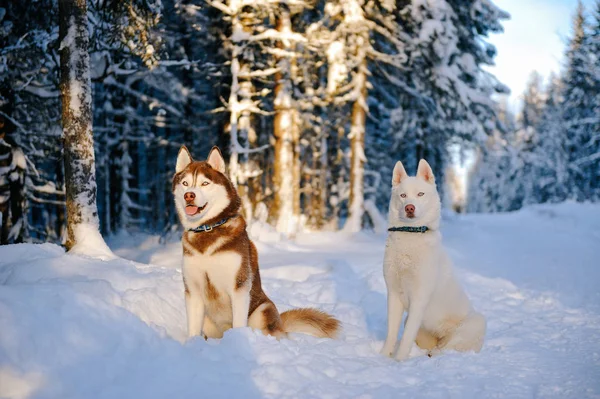 Psy Husky ve sněhu — Stock fotografie