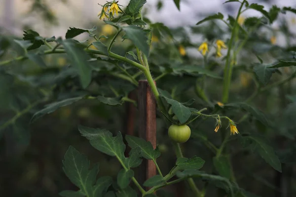 Tomates verdes en el invernadero —  Fotos de Stock